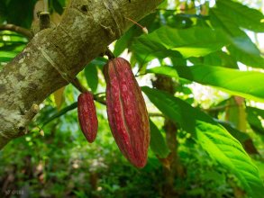 ein Kakaobaum mit junger Kakaofrucht auf einer Plantage