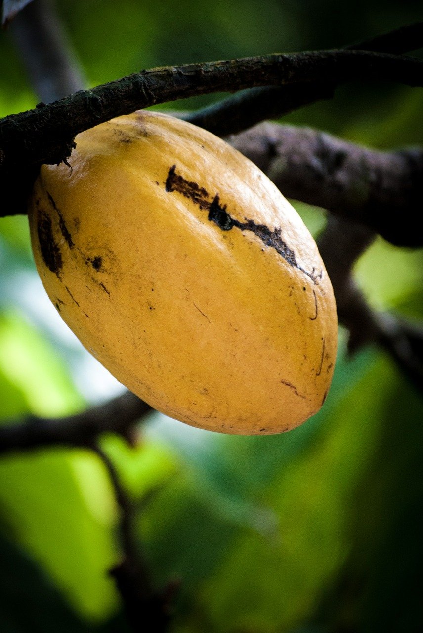 Bild einer Kakaofrucht am Baum