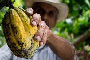 Ein alter Mann greift nach einer Kakaofrucht