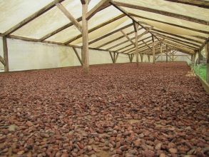 tausende Kakaobohnen beim Trocknen